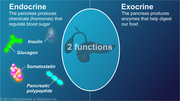 Pancreas Endocrine Function