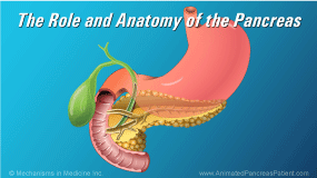 Animation - The Role and Anatomy of the Pancreas