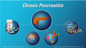 Animation - The Role and Anatomy of the Pancreas