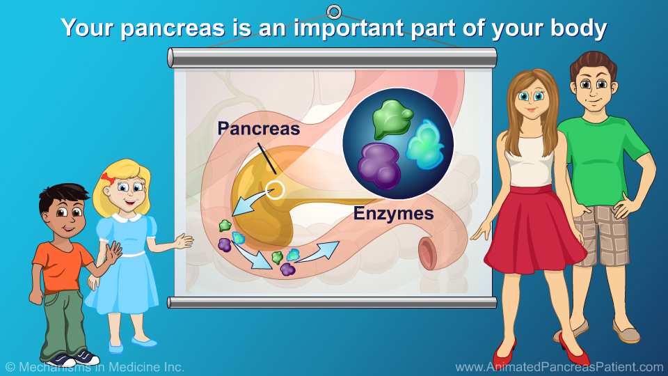 Cartoon Pancreas For Kids
