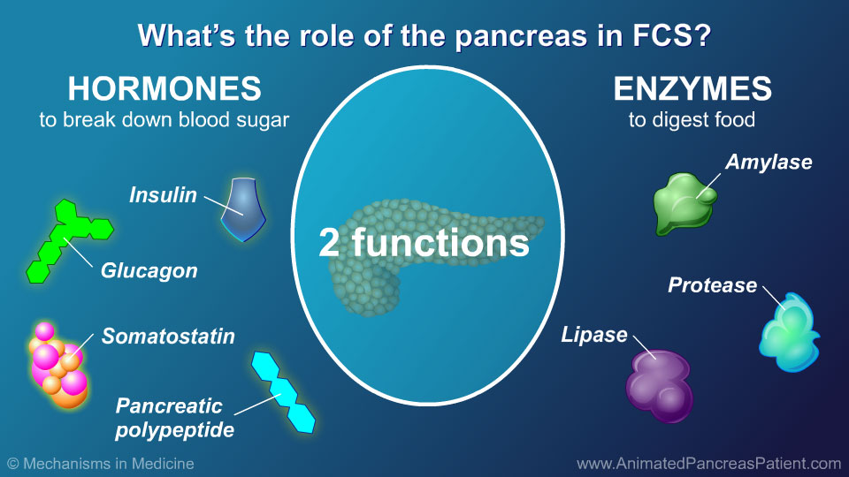 What’s the role of the pancreas in FCS?